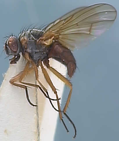 Phaonia populi